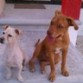 Rocky y Rambo ya como grandes amigos y hermanos... 